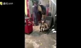 凯亚内鬼爆料视频大全,揭秘游戏幕后真相