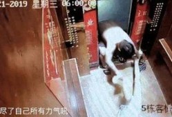 最新爆料家暴男子事件视频,男子行径令人发指