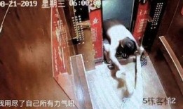 最新爆料家暴男子事件视频,男子行径令人发指
