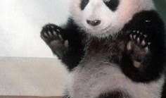 熊猫狗仔爆料视频下载,视频下载背后的精彩瞬间