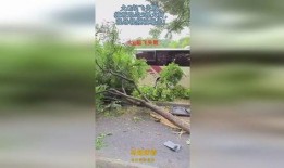 大树爆料视频完整版下载,完整版视频下载全解析