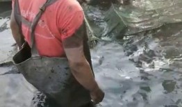 徒手抓鱼爆料视频,揭秘民间捕鱼高手绝技