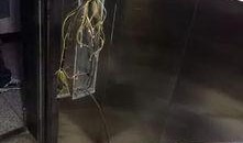 松原最新电梯爆料