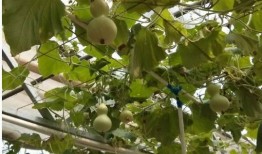 泥娃树兰生活爆料视频,视频爆料带你走进神秘世界