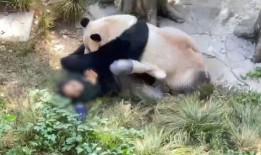 熊猫狗仔爆料视频下载,视频下载背后的精彩瞬间
